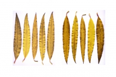 willow-leaves-digital-image-2009