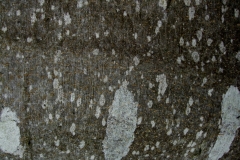 2008_11150107