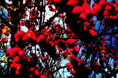 dsc00052-crop