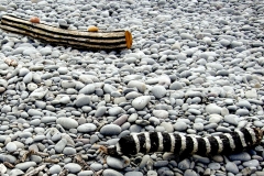 painted beach, westward ho! 3 (earth pigments, driftwood, pebbles; digital photo) © p ward 2010