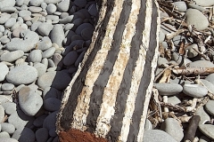 painted log, westward ho! 4 (earth pigments on driftwood; digital photo) © p ward 2010