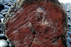 painted log, westward ho! red end, 2 days in sea (earth pigments on driftwood; digital photo) © p ward 2010