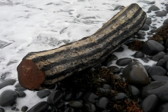 painted log, westward ho! return to the ocean 2 (earth pigments on driftwood; digital photo) © p ward 2010