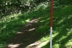 ranging pole, birdhill, west somerset (digital photo) © p ward 2010