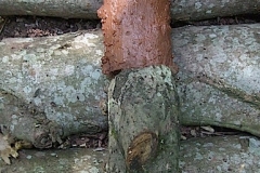 red-soil-log, nettlecombe, west somerset  (digital photo) © p ward 2010