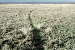 sheep line, northam burrows, north devon (digital photo) © p ward 2010