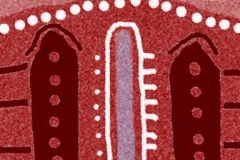 fafc03