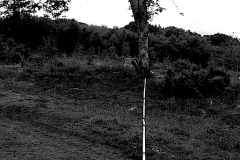 line 2, birdhill, west somerset  (digital photo) © p ward 2010