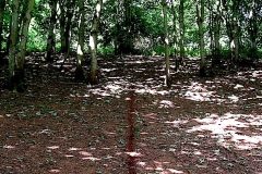 line 2, nettlecombe, west somerset  (digital photo) © p ward 2010