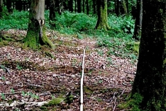 line 3, birdhill, west somerset  (digital photo) © p ward 2010