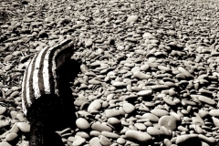 painted log, westward ho! 1 (earth pigments on driftwood; digital photo) © p ward 2010
