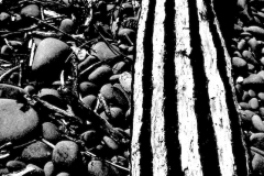 painted log, westward ho! 2 (earth pigments on driftwood; digital photo) © p ward 2010